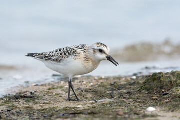 Sanderling (Calidris alba), juvenile searching food among algae and seaweed. Baltic Sea, Poland.