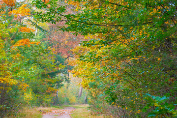 Trees in autumn colors in a forest in bright sunlight at fall, Baarn, Lage Vuursche, Utrecht, The Netherlands, October 23, 2020