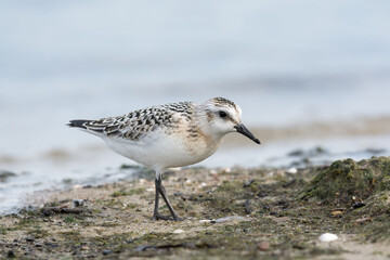 Sanderling (Calidris alba), juvenile searching food among algae and seaweed. Baltic Sea, Poland.