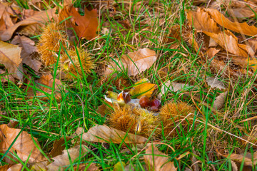 Chestnut fruit on the ground between grass and fallen leaves in a forest at fall, Baarn, Lage Vuursche, Utrecht, The Netherlands, October 23, 2020