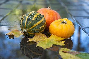 Thanksgiving holiday. Pumpkins white set with branches of red berries on an autumn blurred garden background.Pumpkin harvest. Autumn pumpkin season.October and November. fall time