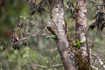 The emerald toucanet in nest (Aulacorhynchus prasinus) is a species of near-passerine bird in the family Ramphastidae