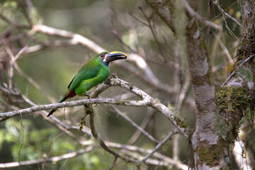 Fototapeta premium The emerald toucanet in nest (Aulacorhynchus prasinus) is a species of near-passerine bird in the family Ramphastidae