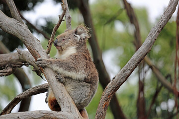 Koala bear - Phillip Island, Victoria, Australia