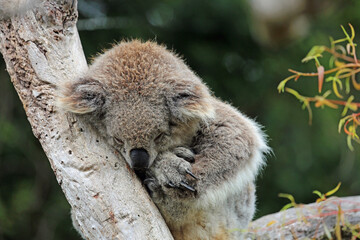 Sleeping Koala - Phillip Island, Victoria, Australia