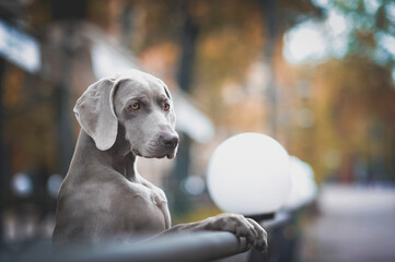Weimaraner portrait love dog