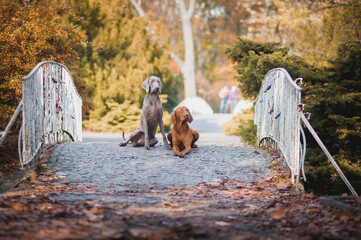 Weimaraner portrait love dog
