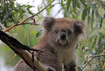 Koala portrait - Phillip Island, Victoria, Australia