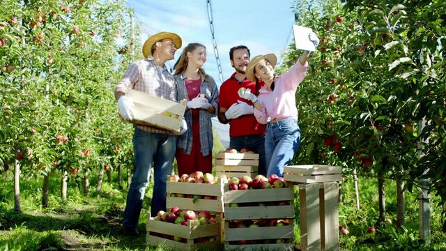Smiling large workers in the middle of apple orchard after they collecting all apples on the wooden basket they taking some pictures for memories