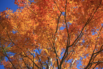 紅葉の樹