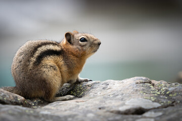 Curious chipmunk closeup portrait, shot at Lake Louise, Banff National Park, Canada