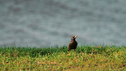 Small brown bird in a green field. Blue river horizontal photo