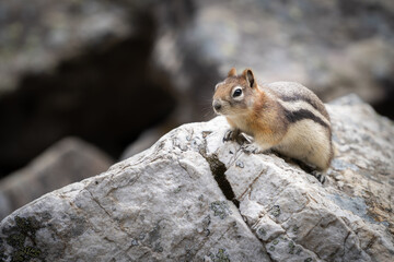 Naklejka na ściany i meble Curious chipmunk climbing rock in order to explore his surroundings, shot at Lake Louise, Banff National Park, Canada
