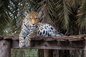 Onça-pintada © AnaLuiza