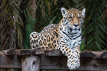 Onça-pintada © AnaLuiza