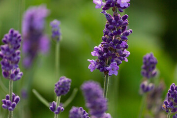 lavender flowers - close-up. A bouquet of fragrant flowers in lavender fields in French Provence near Valensole