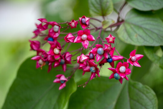 Fr&uuml;chte des China Losbaum - Cleodendrum bungei
