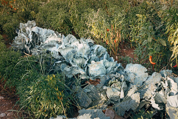 bed with cabbage and other vegetables in the greenhouse in the garden