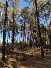 Obraz premium forest in autumn