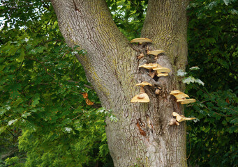 Wild Mushrooms Growing on a Tree in the Forest