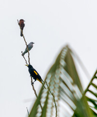 The birds skewer featuring from top to bottom, a silver beaked tanager, a blue tanager and a yellow rumped cacique.