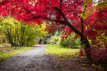 autumn trees alley with colorful leaves in the park