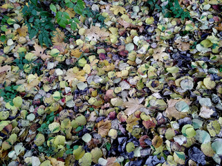 Small yellow leaves on green grass in autumn