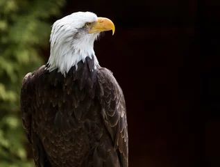 Foto op Plexiglas Close up of American Bald Eagle head © Nigel