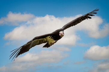 Fototapeta na wymiar Close up of Vulture with wings spread wide gliding in the sky against a blue sky