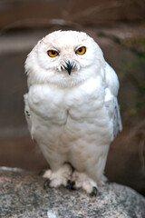Schneehuhn (Schnee-Eule (Bubo scandiacus, Bubo scandiaca, Nyctea scandiaca, Schneeeule)