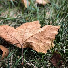 Fall leaf
