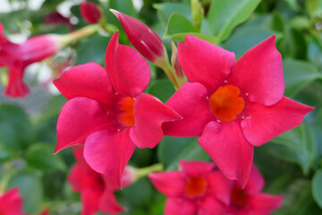 Pink Flower - by juma