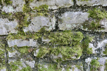 Wall with moss in Waiblingen 1 - by juma