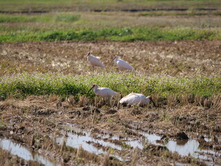 Toki or Japanese crested ibis or Nipponia nippon eating at rice field in Sado island
