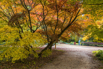 autumn trees alley with colorful leaves in the park