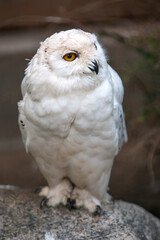 Schneehuhn (Schnee-Eule (Bubo scandiacus, Bubo scandiaca, Nyctea scandiaca, Schneeeule)