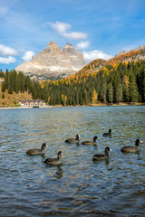 VERTICAL: A small flock of black ducks swims around tranquil Lago di Misurina.