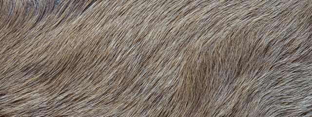 close up of gray fur texture