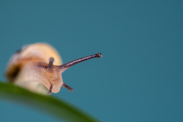 Macro photography Snail or slug on the age of a leaf looking at the side ...face or front view.