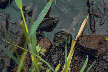 green frogs among stones and grass in water