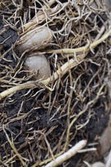 Nature Photography, Blossomed Garden