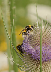 Zwei Hummeln auf einer Blüte