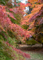 Fototapeta premium Acer and maple trees in a blaze of autumn colour, photographed at Westonbirt Arboretum, Gloucestershire, UK. The year 2020 is considered a good year for autumn colours due to weather conditions.