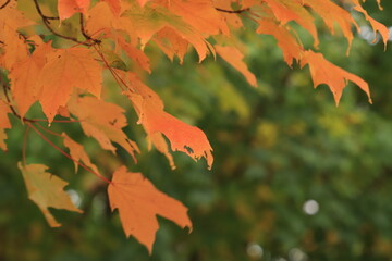 Red maple leaves hanging on a branch, close up