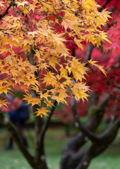 Leaves, trees and shrubs in beautiful colours, in the Botanical Gardens in the Royal Victoria Park, Bath Somerset UK. Photographed in autumn.