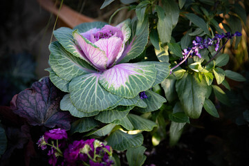 Colorful ornamental kale rosette is the focal point of this fall garden scape in a Midwest garden...