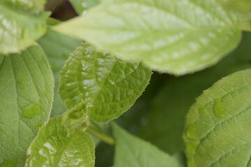 Nature Photography, Blossomed Garden