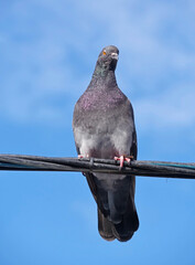 big Beautiful pigeon