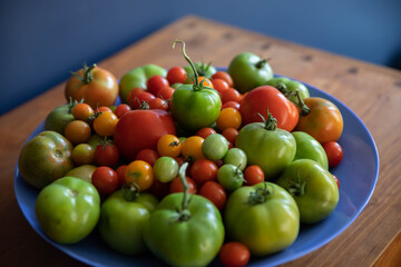 Green and red tomatoes, bursting with flavor, both cherry and small varieties in a blue bowl gathered the day before a frost. 