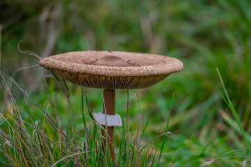 mushroom in the forest